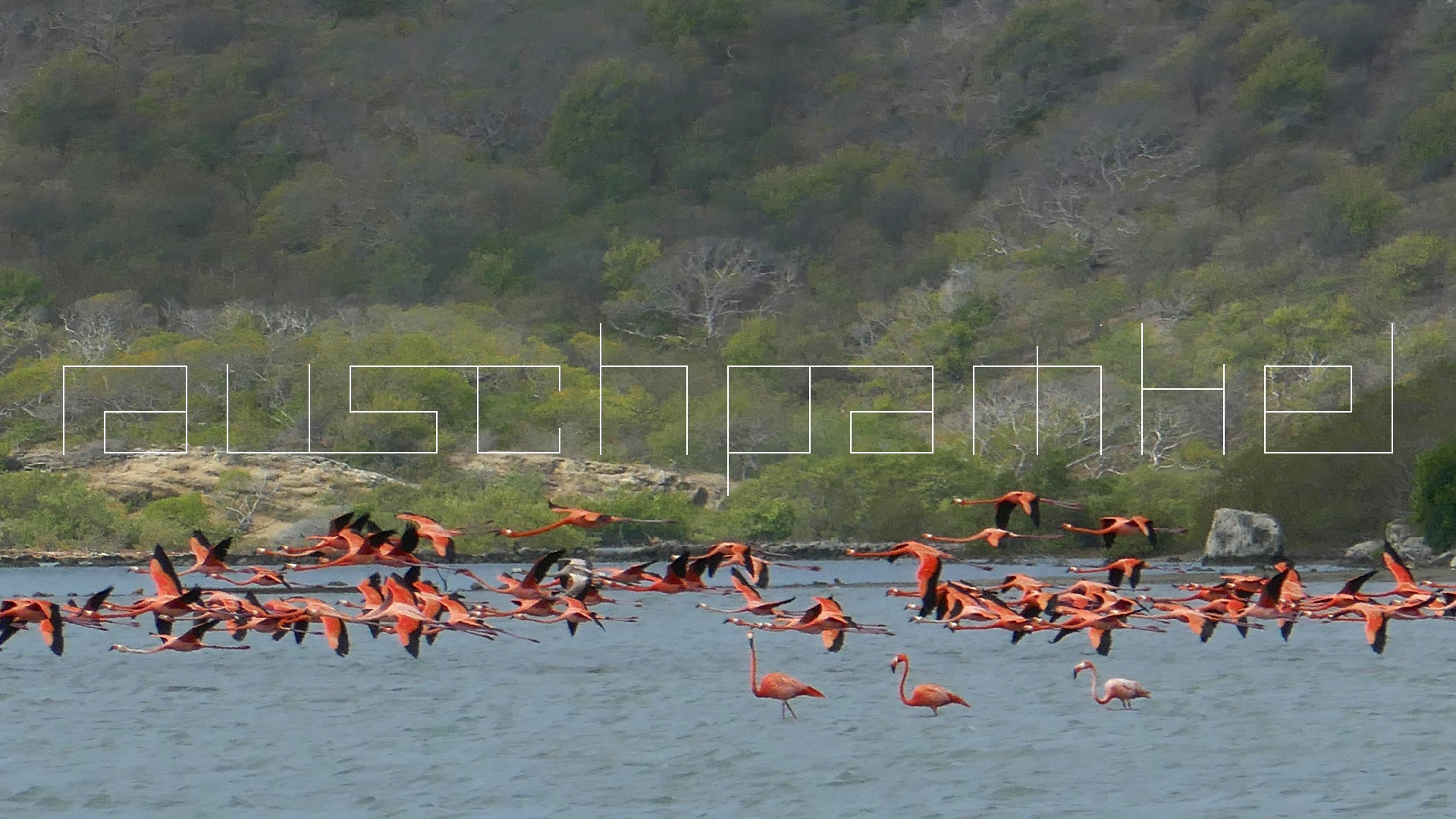 2022-04-18 Kokomo Beach und Flamingos (Foto)